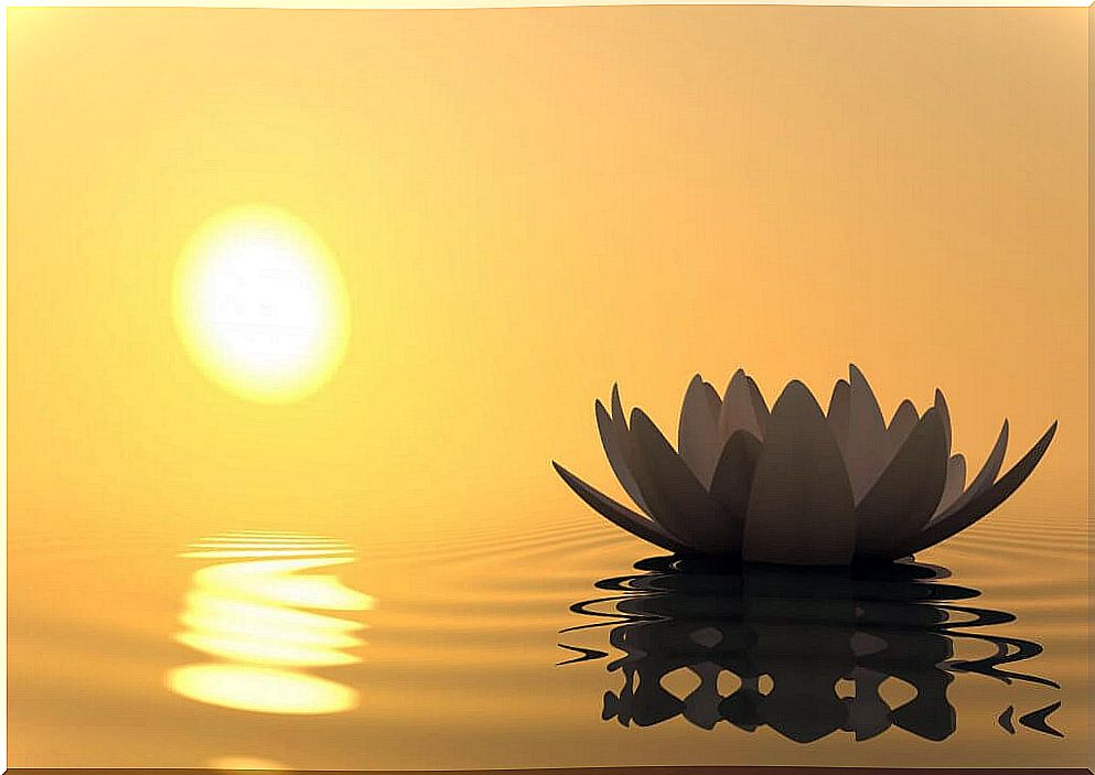 Flower on water