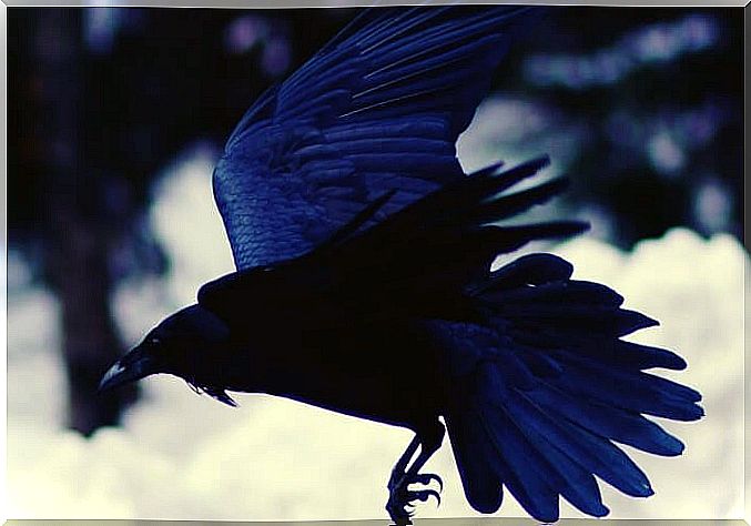 raven symbolizing the myth of the eskimos