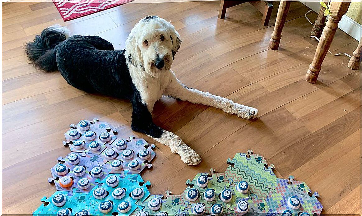 Bunny with his keyboard to teach dogs to speak 