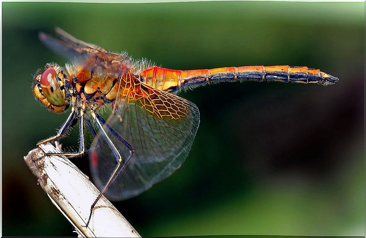 Dragon-fly