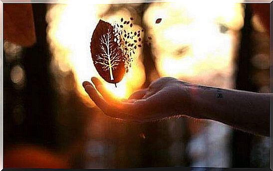 Hand with a leaf symbolizing the decay of illusion