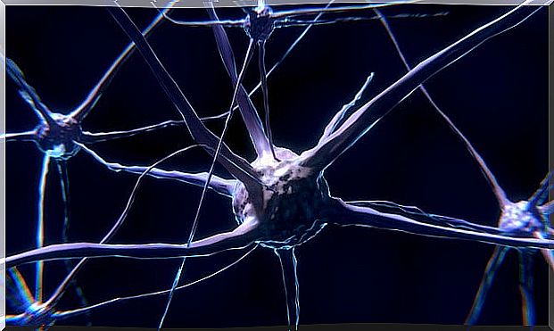 The neuron: characteristics and functioning