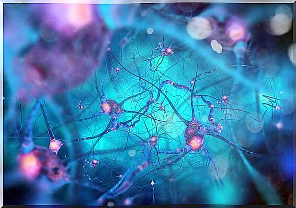 Neurons