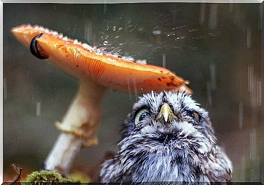 Owl in the rain